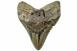 Bargain, Fossil Megalodon Tooth - Serrated Blade #308230-1